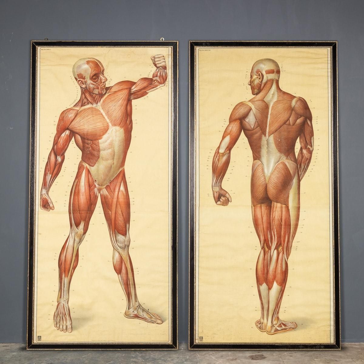 Pair Of Anatomical Human Muscular Structure Charts By Tanck & Wagelin photo furniture