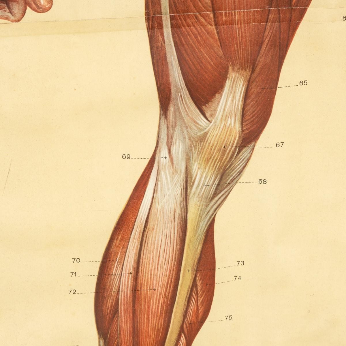 Pair Of Anatomical Human Muscular Structure Charts By Tanck & Wagelin photo vintage