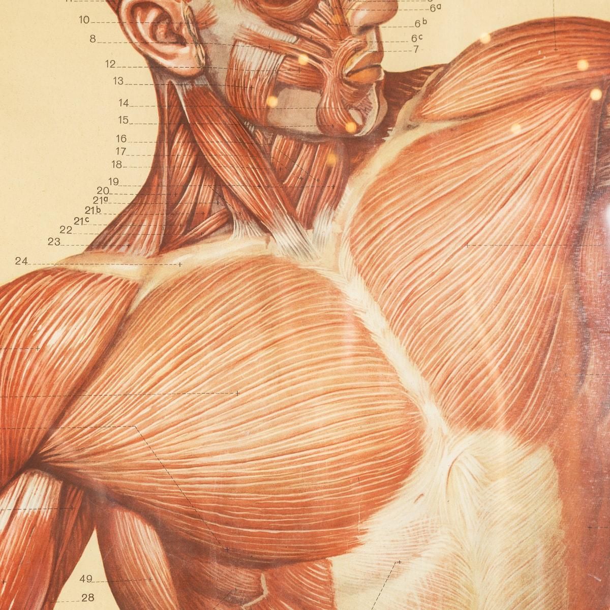 3995.0 Pair Of Anatomical Human Muscular Structure Charts By Tanck & Wagelin photo