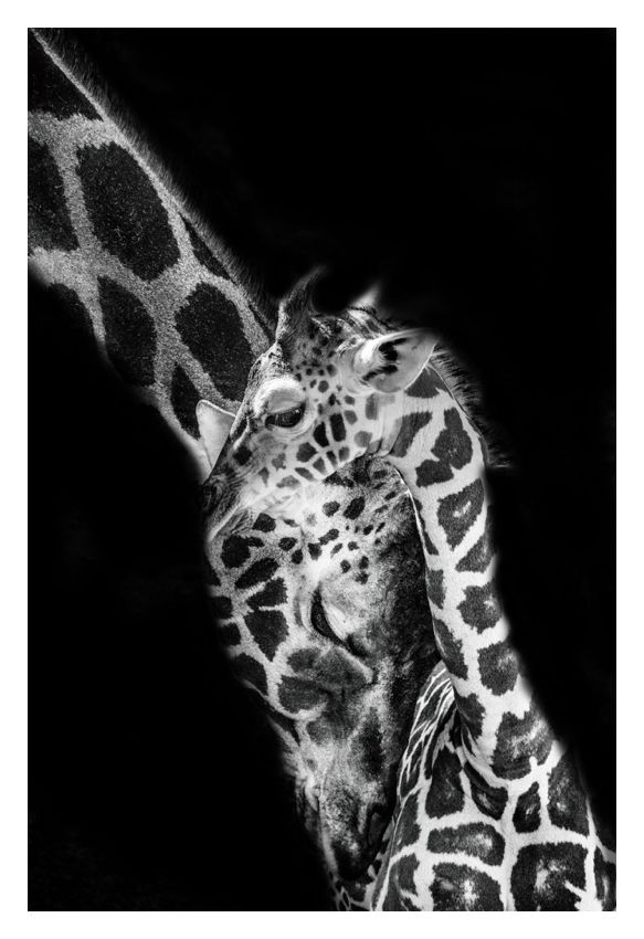 Mother Emotion 16x20" Silver Gelatin Fibre Print