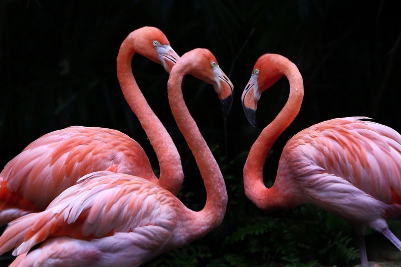 Flamingo On Black 12x16" Archival Pigment Print