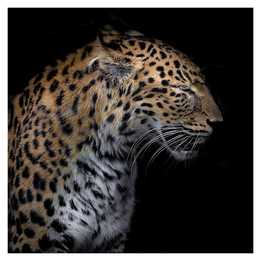 Cheetah Profile 16x16" Archival Pigment Print