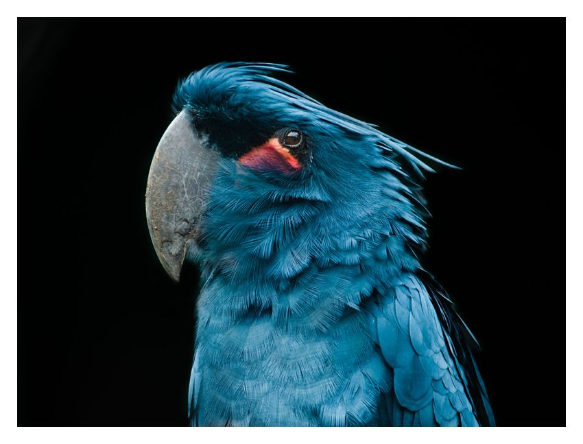Blue Bird 12x16" Archival Pigment Print