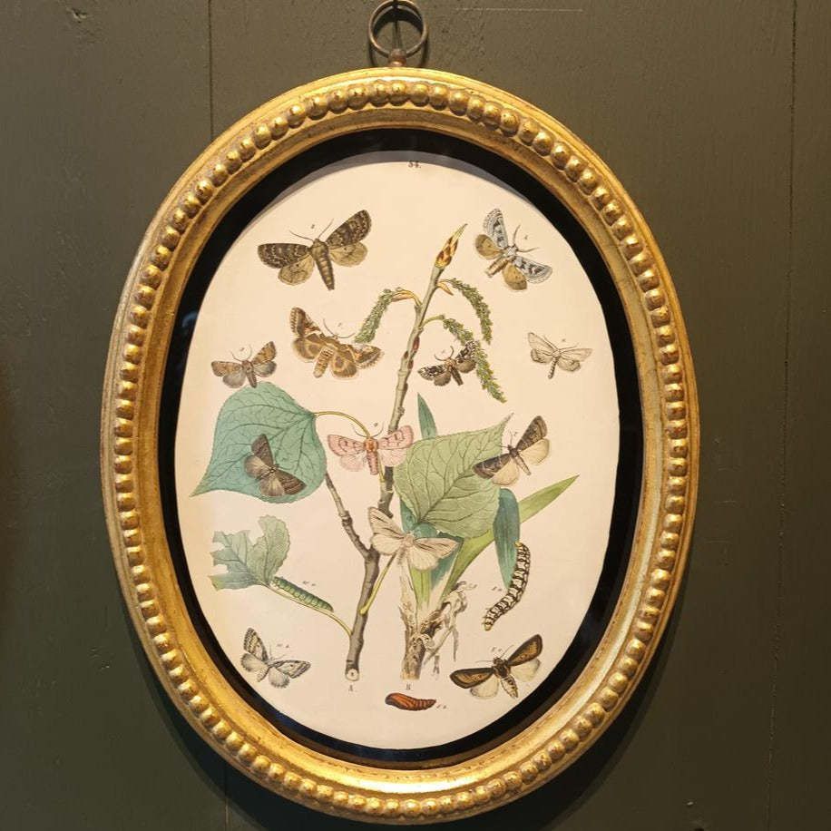 A Set Of Oval Framed Butterfly Prints photo furniture