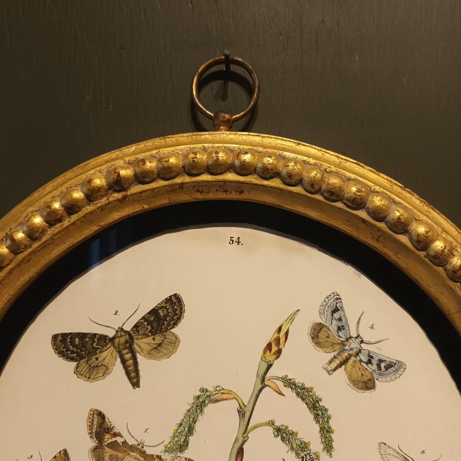 A Set Of Oval Framed Butterfly Prints photo for sale