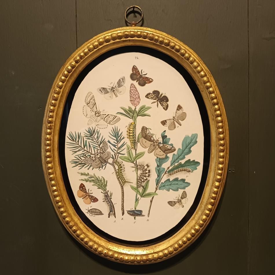 A Set Of Oval Framed Butterfly Prints photo 1843.0