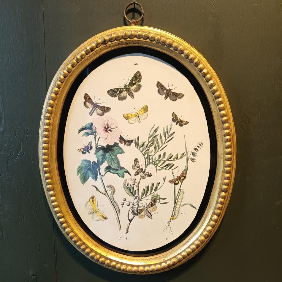 A Set Of Oval Framed Butterfly Prints photo vinterior