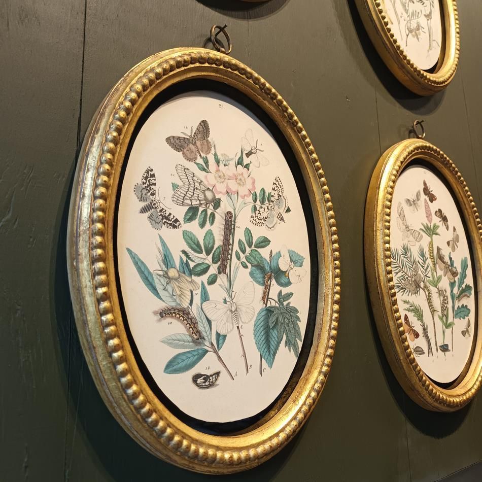 photo for sale A Set Of Oval Framed Butterfly Prints