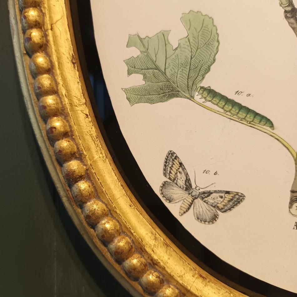 1843.0 A Set Of Oval Framed Butterfly Prints photo