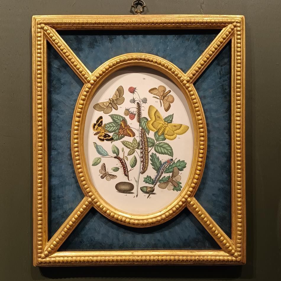 A Pair Of Framed 19th Century Butterfly Prints photo furniture