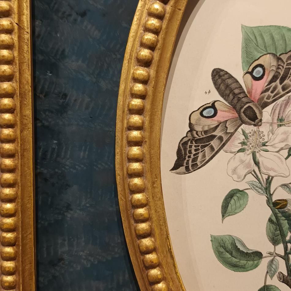 A Pair Of Framed 19th Century Butterfly Prints photo buy