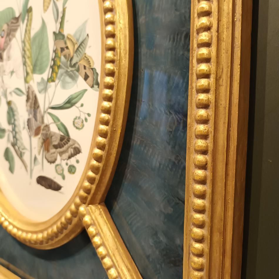 photo furniture A Pair Of Framed 19th Century Butterfly Prints