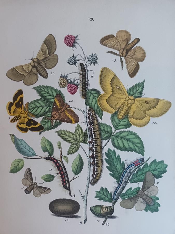 photo buy A Pair Of Framed 19th Century Butterfly Prints