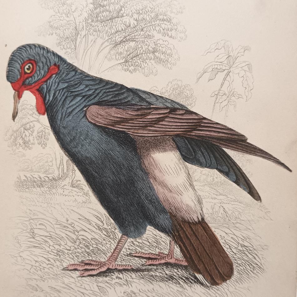 A Set Of 19th Century Framed Bird Engravings By Edward Lear photo 1843.0