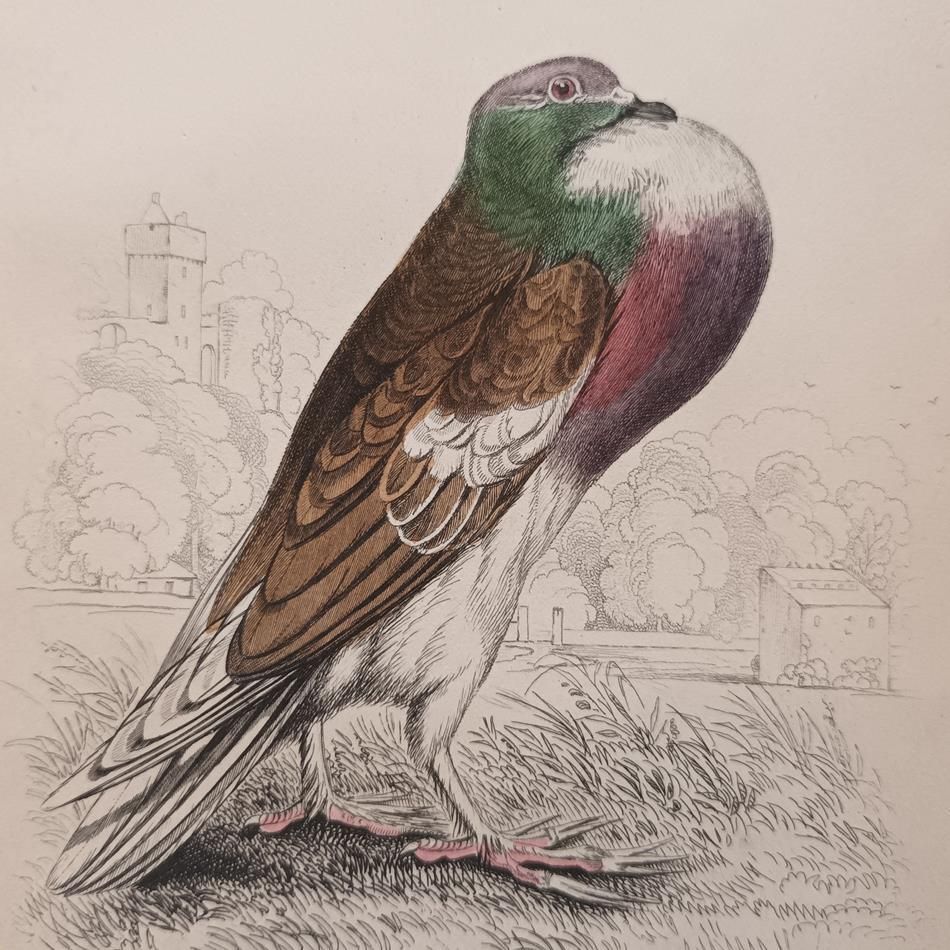 A Set Of 19th Century Framed Bird Engravings By Edward Lear photo buy