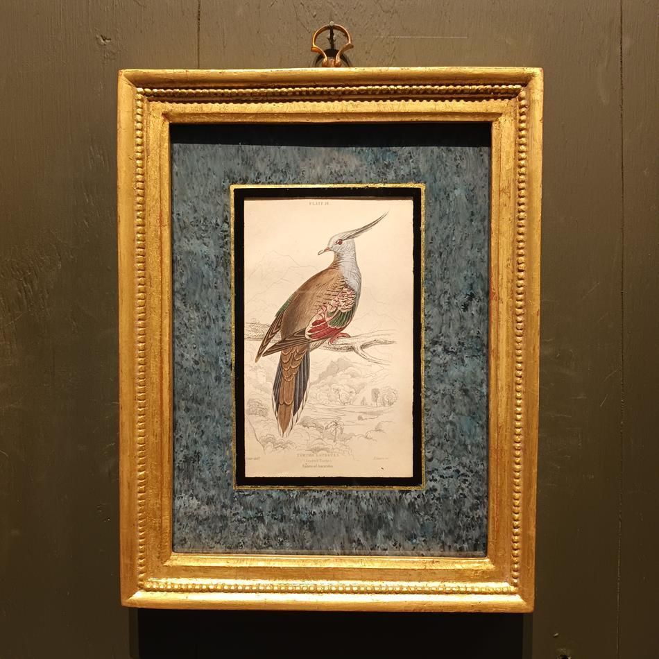 A Set Of 19th Century Framed Bird Engravings By Edward Lear photo vintage