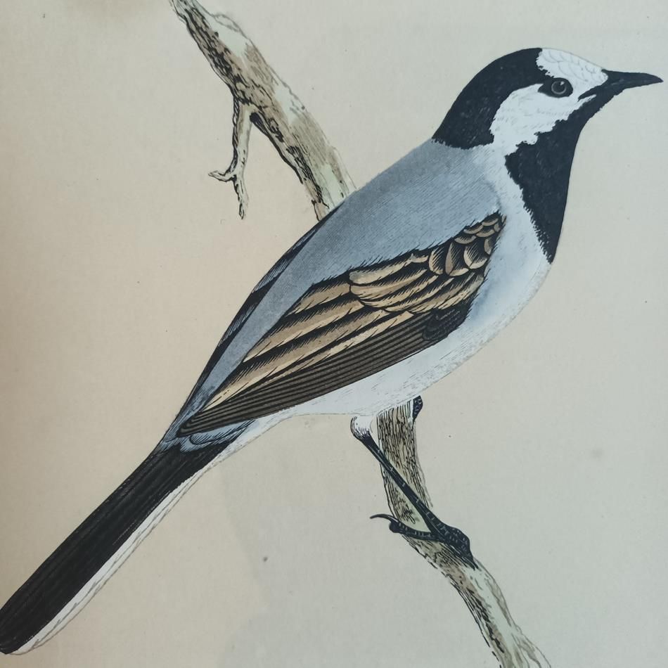 A Pair Of 19th Century Framed Bird Prints photo for sale