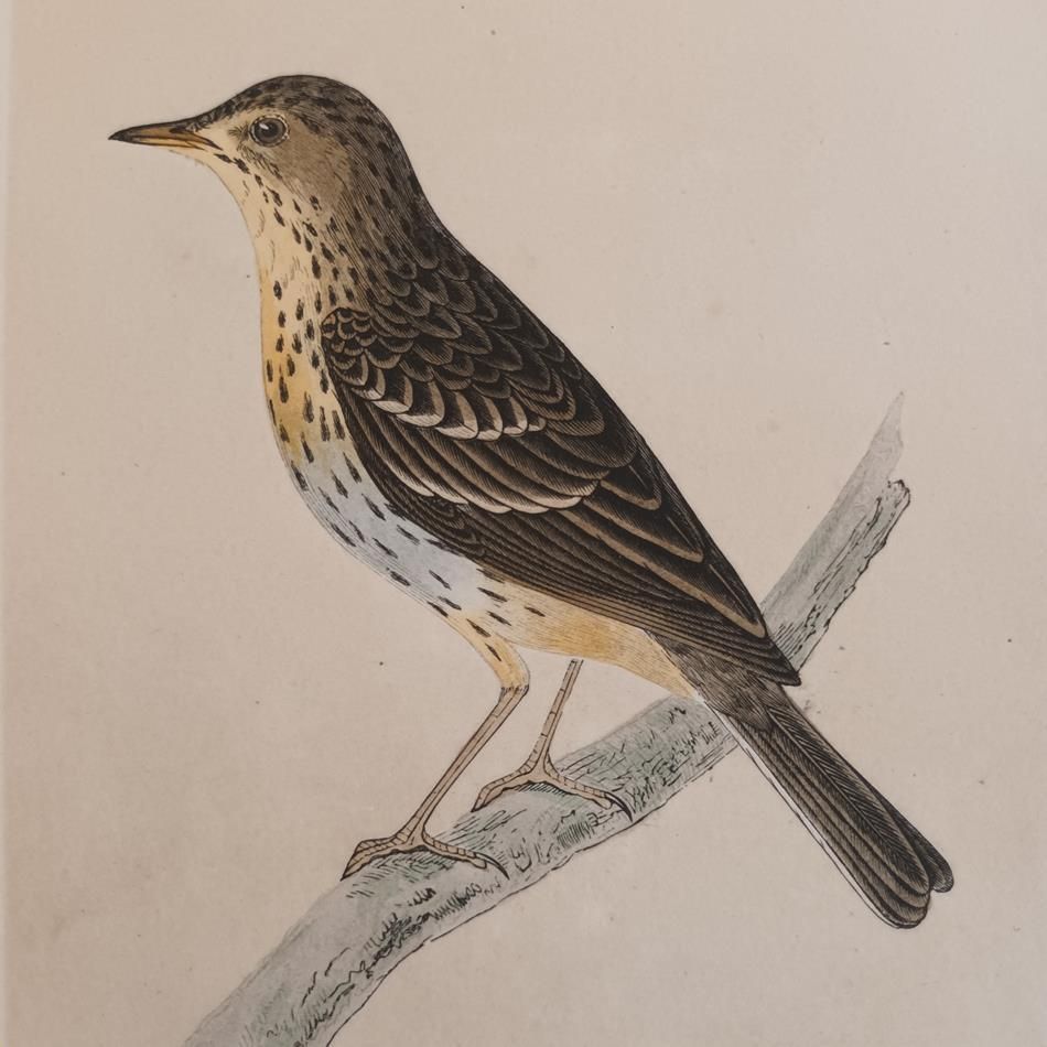 A Pair Of 19th Century Framed Bird Prints photo 853.0
