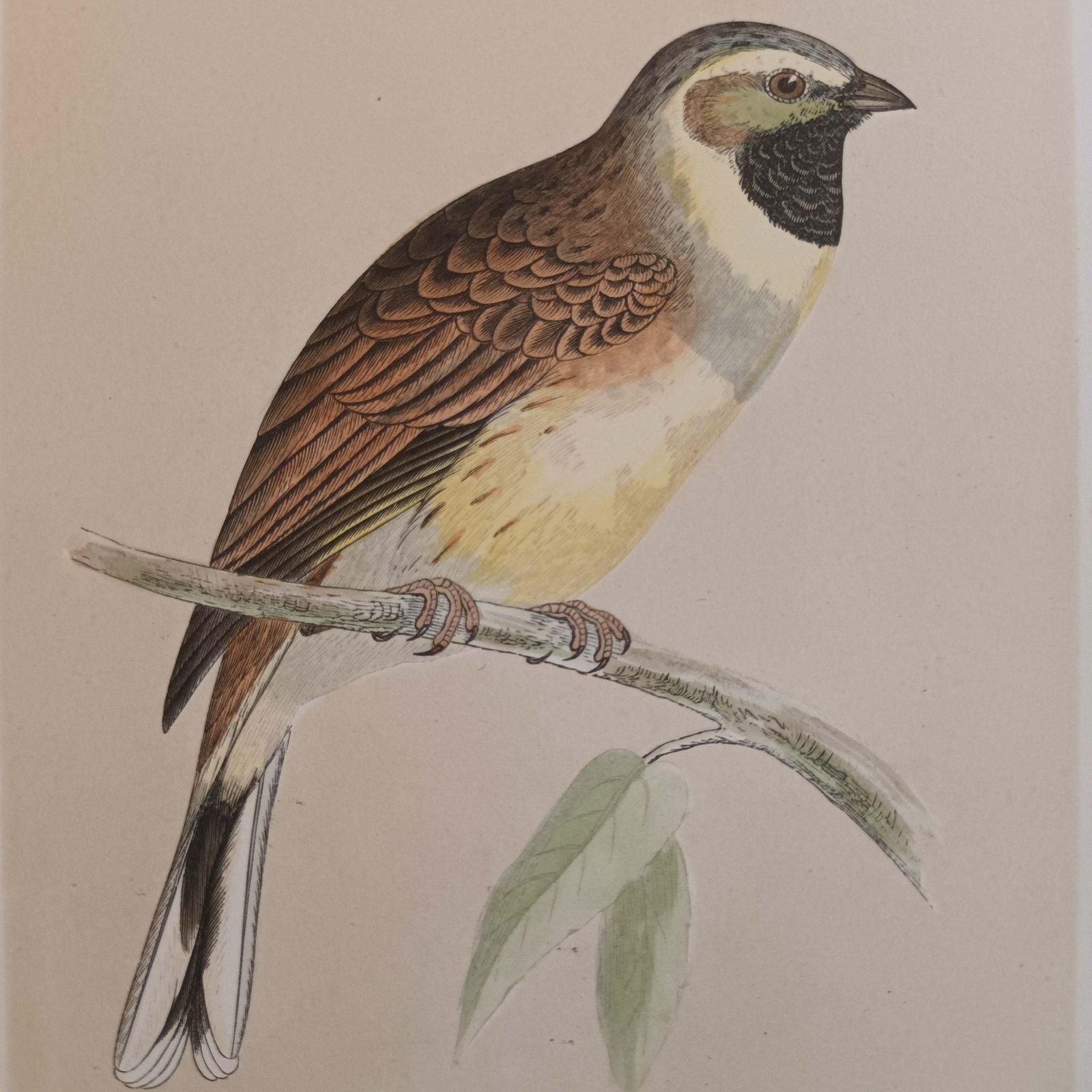 A Pair Of 19th Century Framed Bird Prints photo for sale