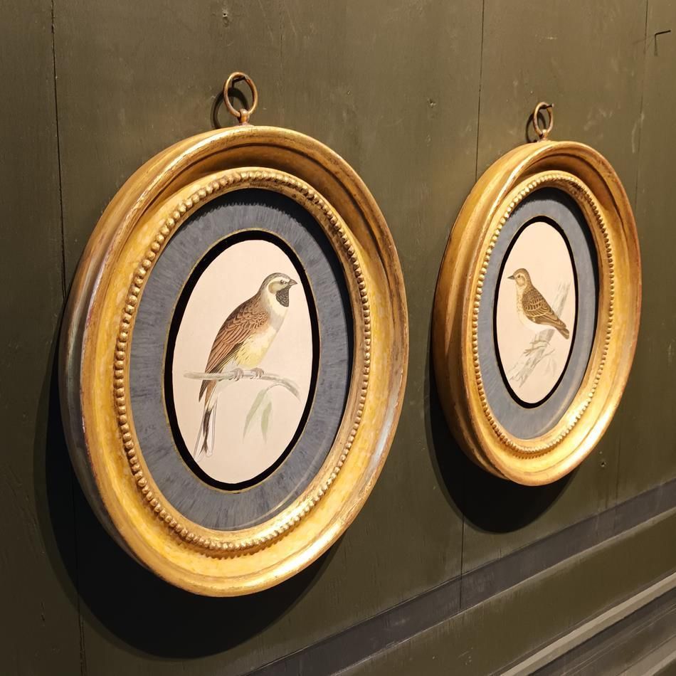 A Pair Of 19th Century Framed Bird Prints photo vinterior