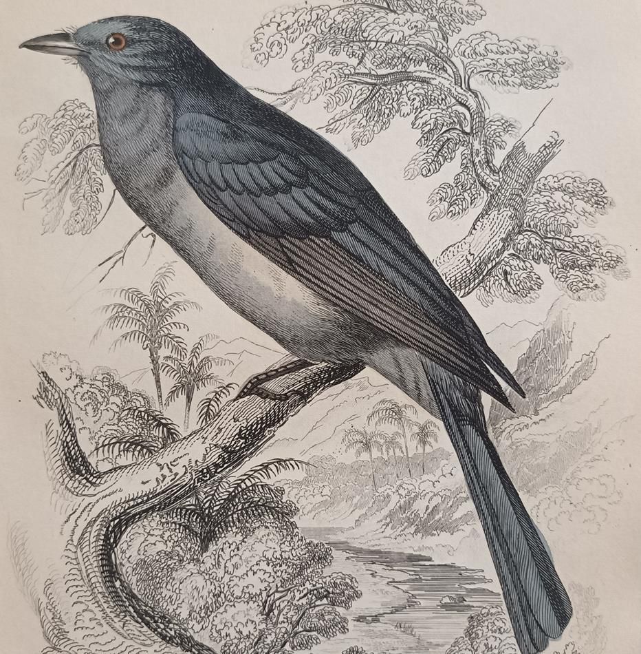 A Set Of 19th Century Framed Bird Engravings By William Swainson photo 1843.0