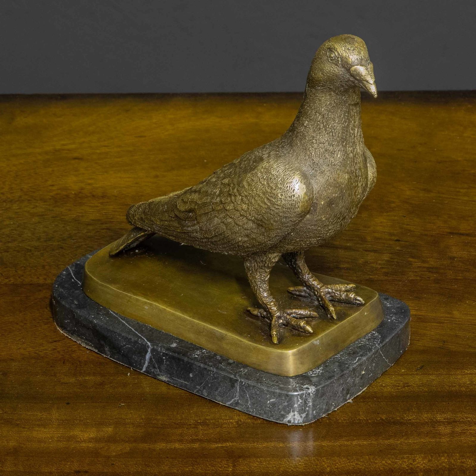 Bronze Racing Pigeon photo buy
