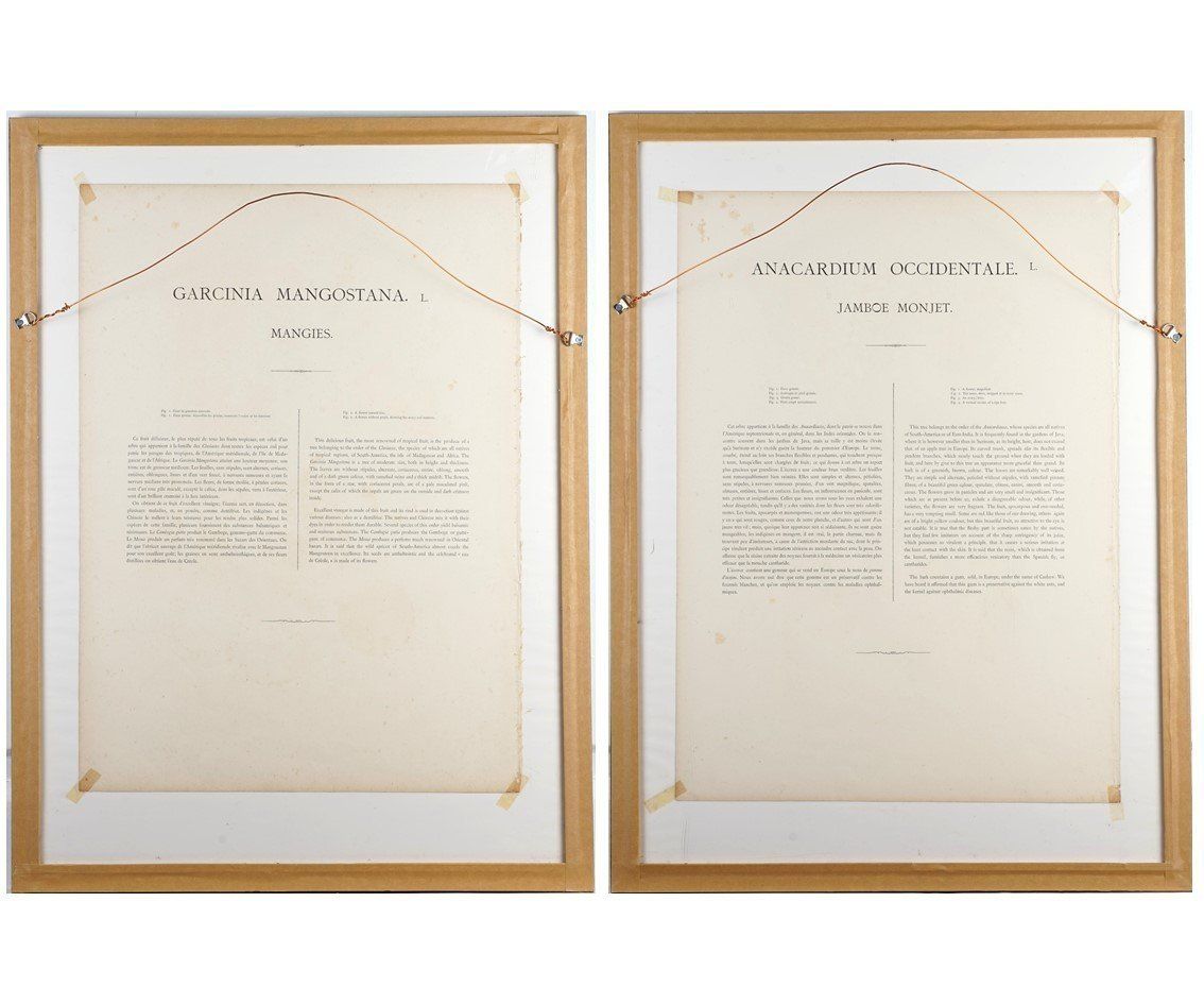 Pair Of Botanical Lithographs, Mangosteen And Cashew, By De Pannemaeker After Hoola Van Nooten photo for sale