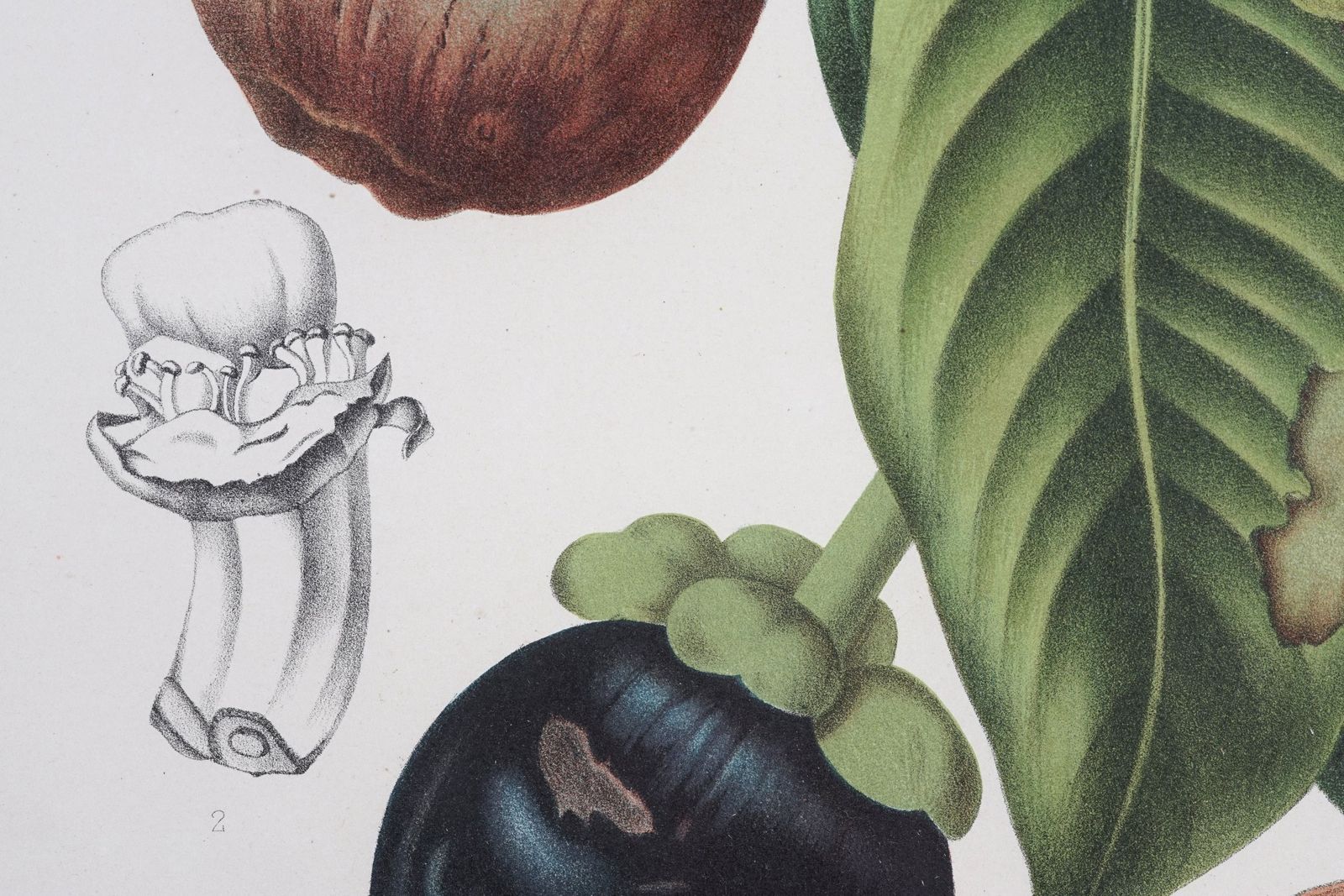 Pair Of Botanical Lithographs, Mangosteen And Cashew, By De Pannemaeker After Hoola Van Nooten photo vintage
