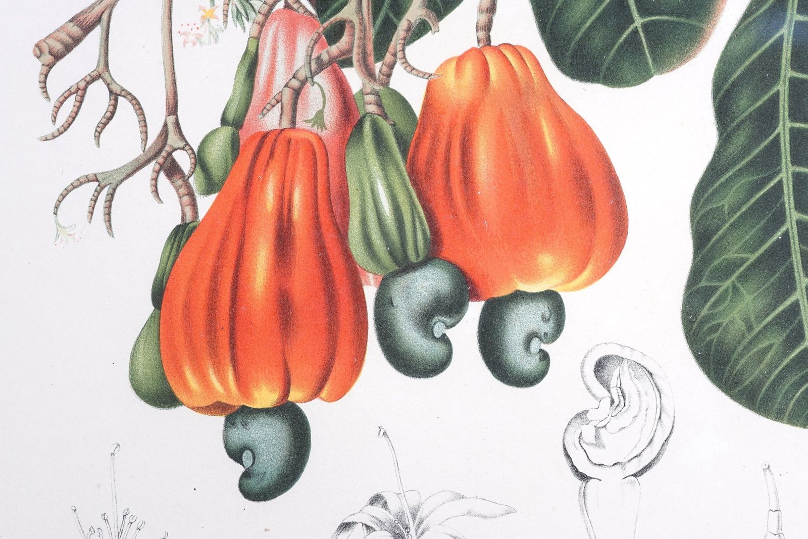 Art Pair Of Botanical Lithographs, Mangosteen And Cashew, By De Pannemaeker After Hoola Van Nooten photo