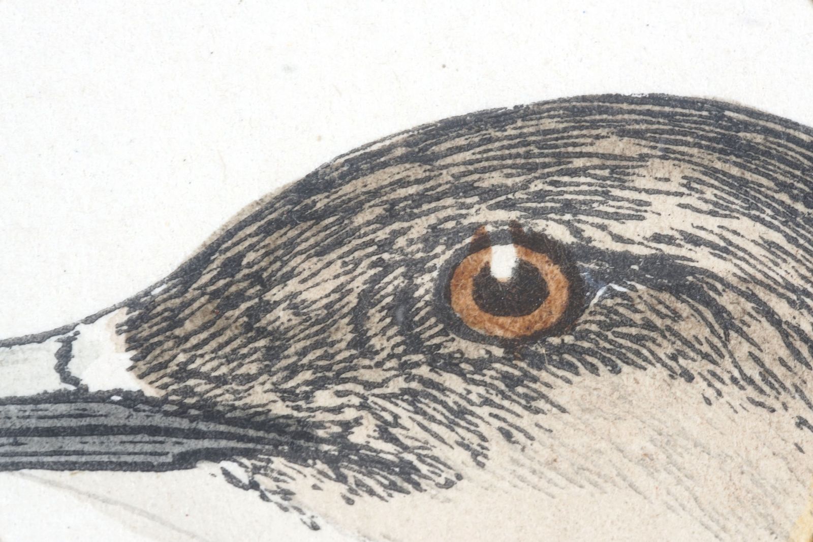 photo for sale Set Of Four Antique Wood Engravings Of Seabirds, Fo Morris, 1870
