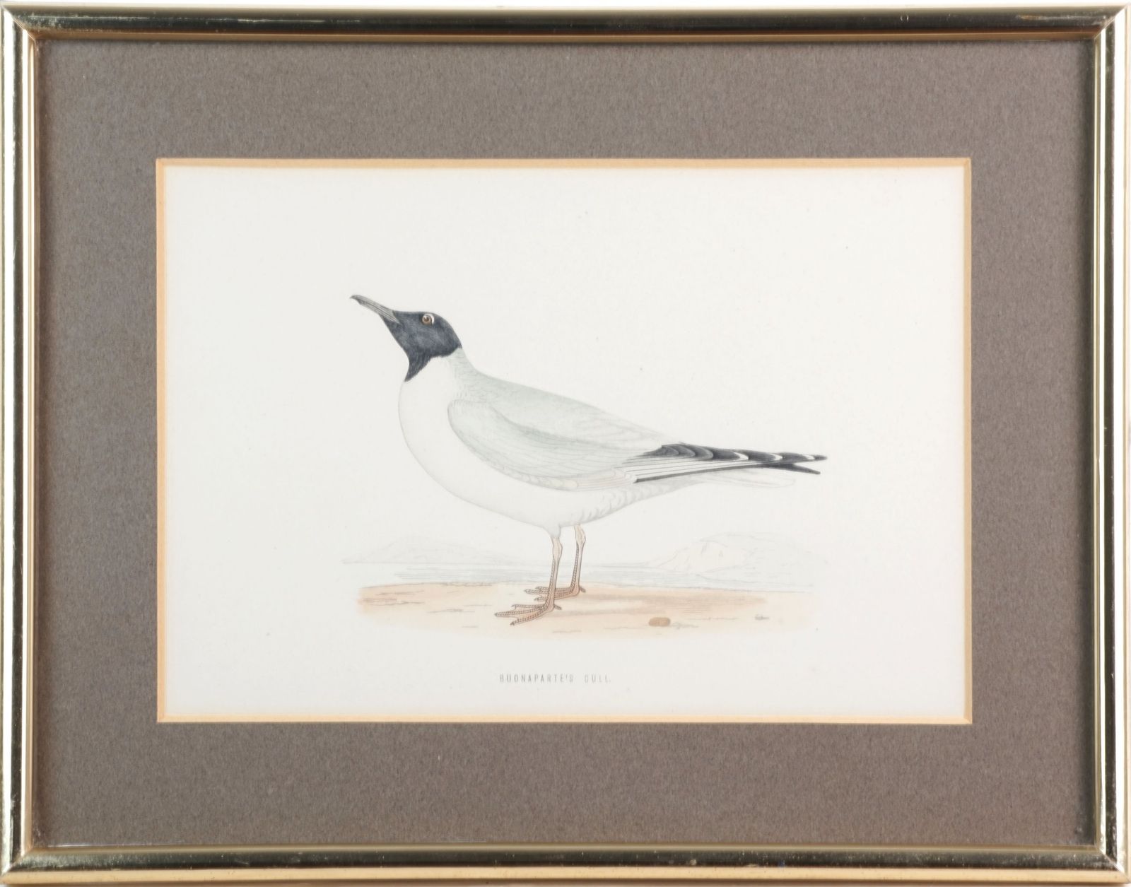 photo vinterior Set Of Four Antique Wood Engravings Of Seabirds, Fo Morris, 1870