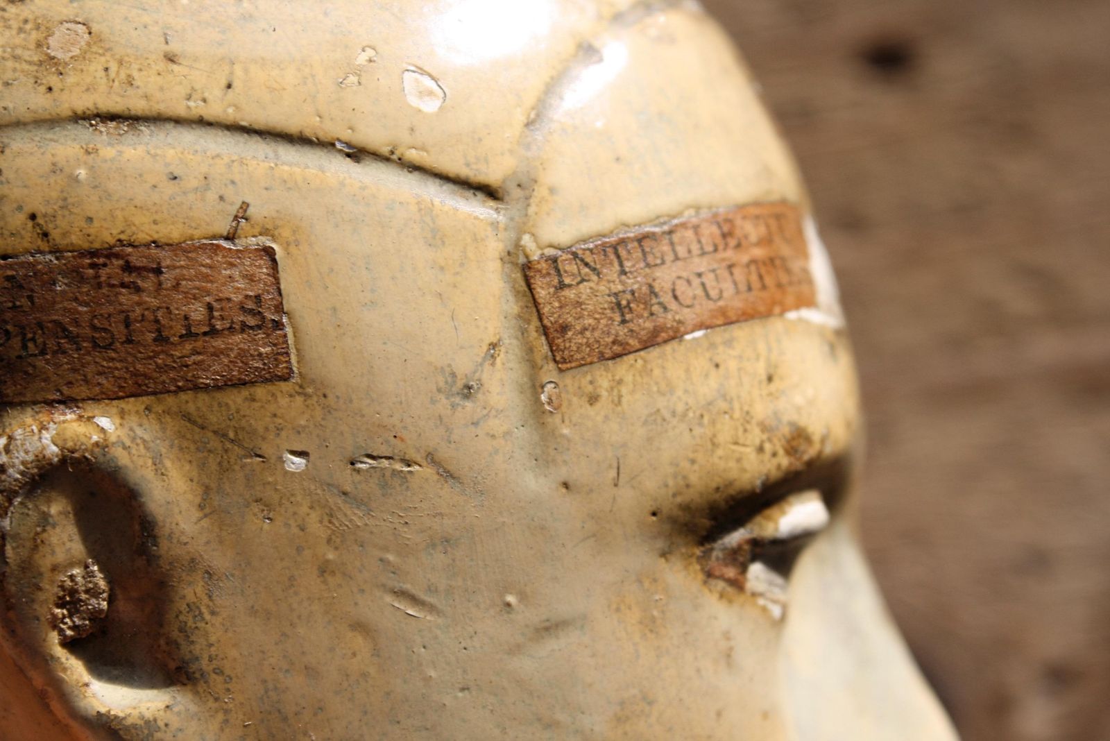 photo for sale 19th Century Plaster Phrenology Bust By Vago Of London, 1869