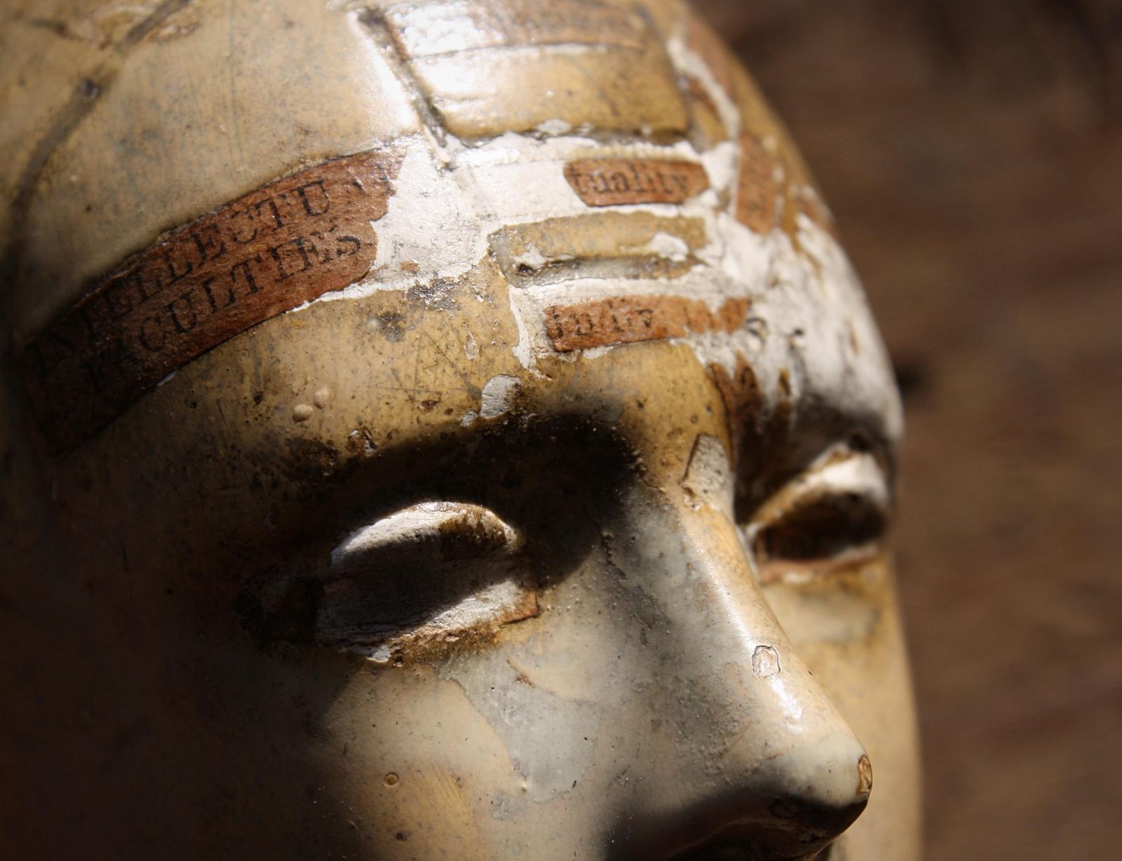 Art 19th Century Plaster Phrenology Bust By Vago Of London, 1869 photo
