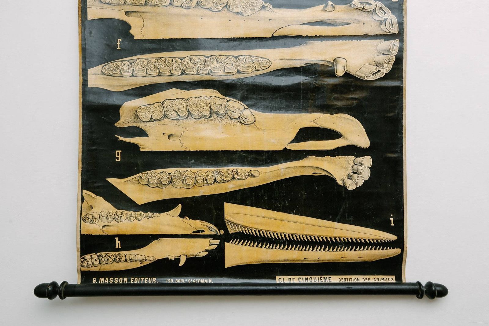 Original Zoological Antique Vintage Paul Gervais French School Wall Chart Animal Dentition Teeth Anatomy Curiosities Curios 19th Century photo furniture