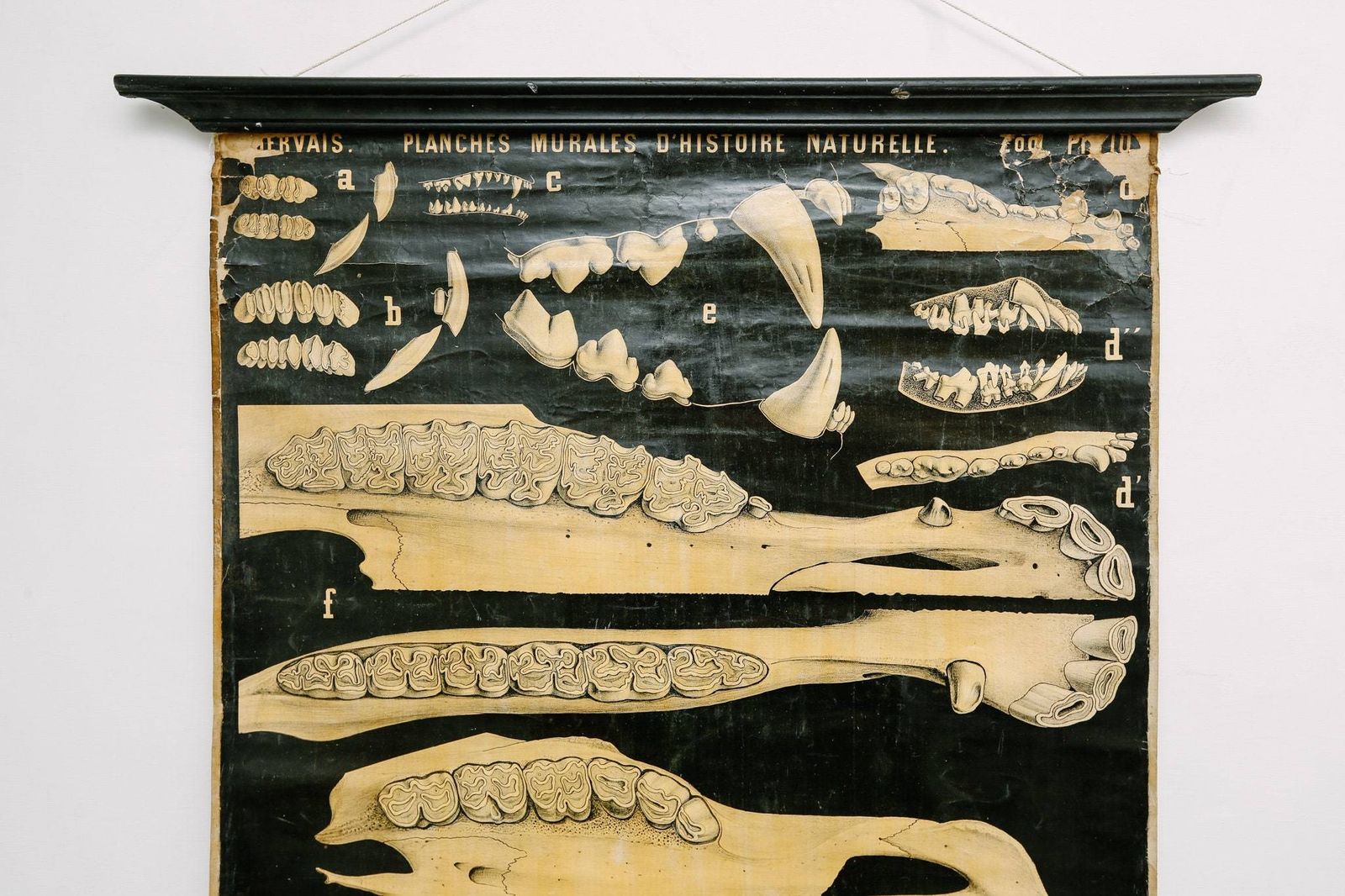 Original Zoological Antique Vintage Paul Gervais French School Wall Chart Animal Dentition Teeth Anatomy Curiosities Curios 19th Century photo for sale