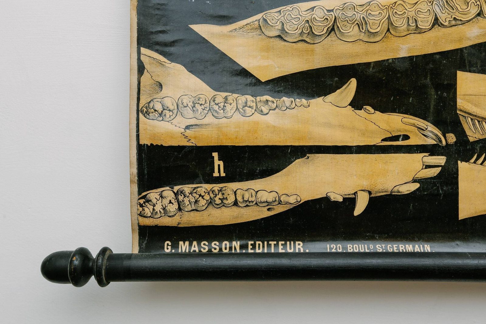 Original Zoological Antique Vintage Paul Gervais French School Wall Chart Animal Dentition Teeth Anatomy Curiosities Curios 19th Century photo Art