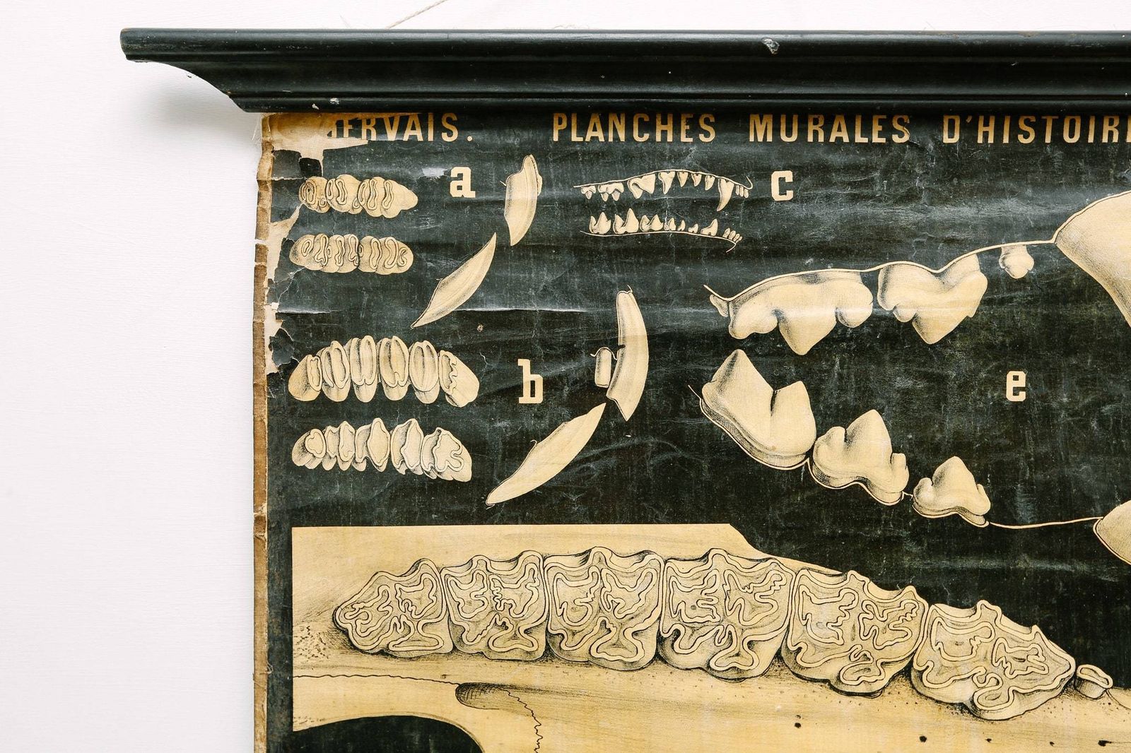Original Zoological Antique Vintage Paul Gervais French School Wall Chart Animal Dentition Teeth Anatomy Curiosities Curios 19th Century photo buy