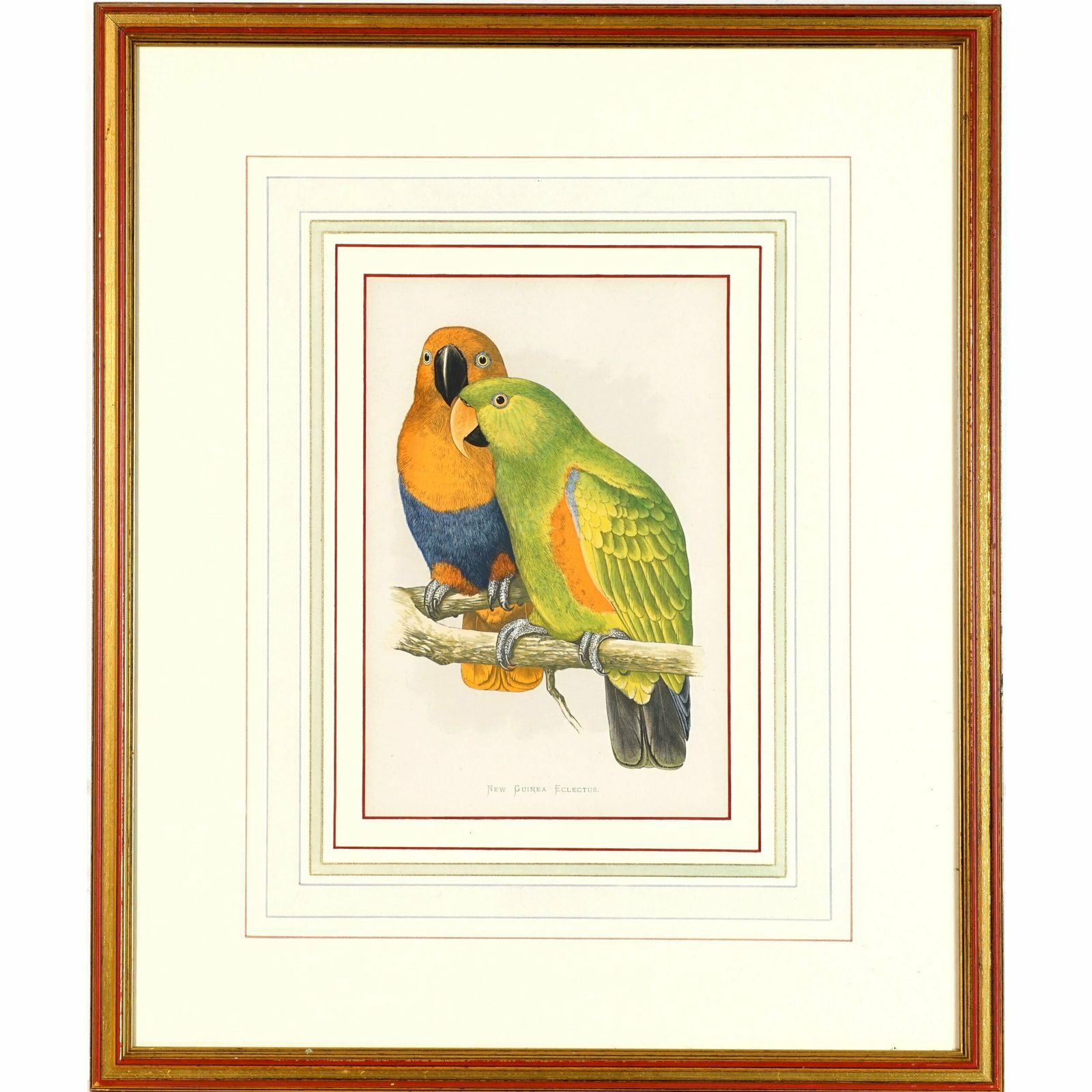 New Guinea Eclectus, 1884 Woodblock By Benjamin Fawcett