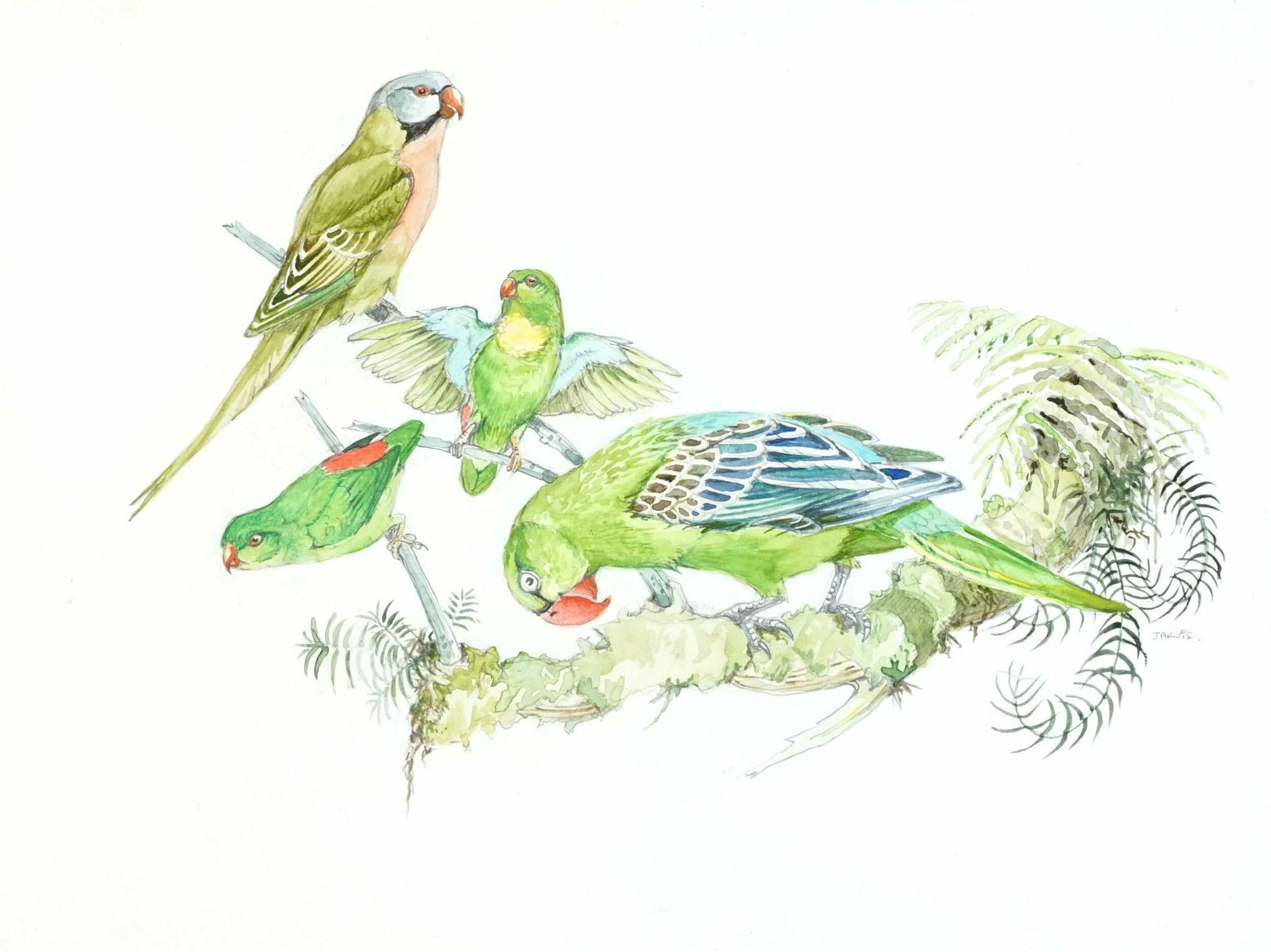 Ornithological Watercolour By Frank Jarvis, Parrots Of Southeast Asia photo for sale