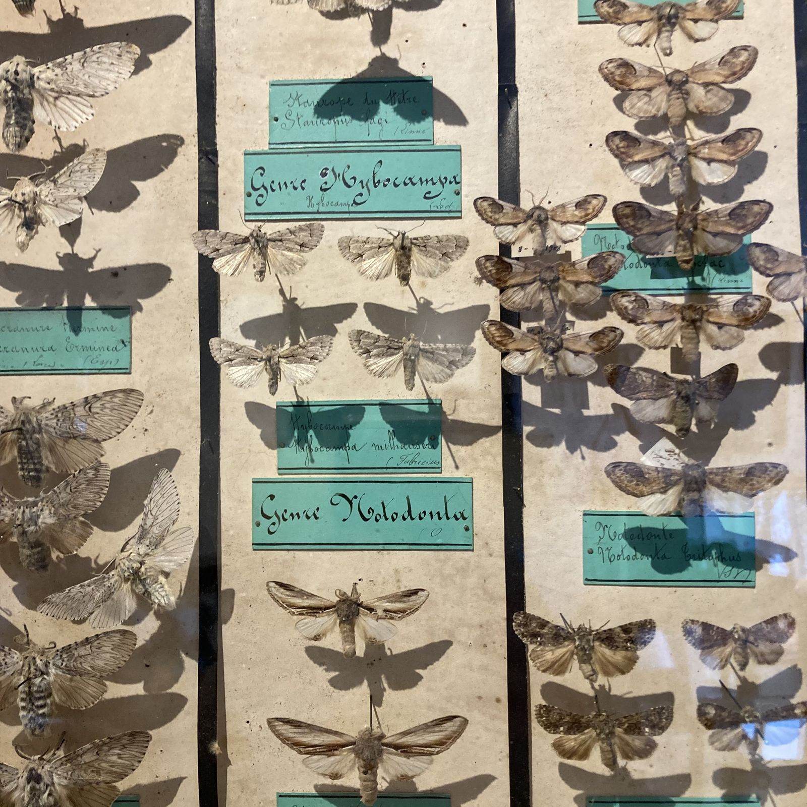 Three Specimen Cases Containing Various Species Of Moths Display Cases photo furniture