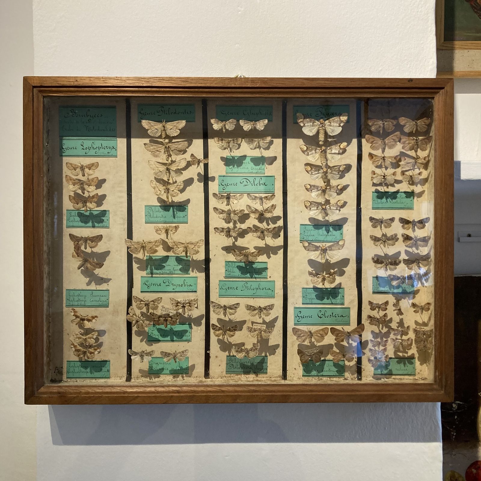 Three Specimen Cases Containing Various Species Of Moths Display Cases photo Home Decor