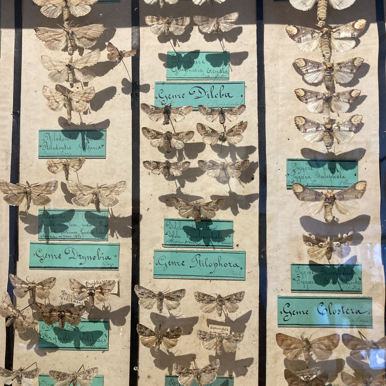 Three Specimen Cases Containing Various Species Of Moths Display Cases photo 350.0