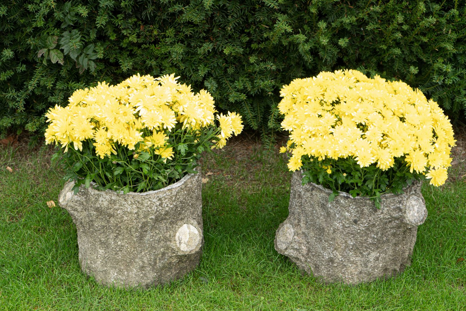 photo furniture Pair Circular Faux Bois Planters