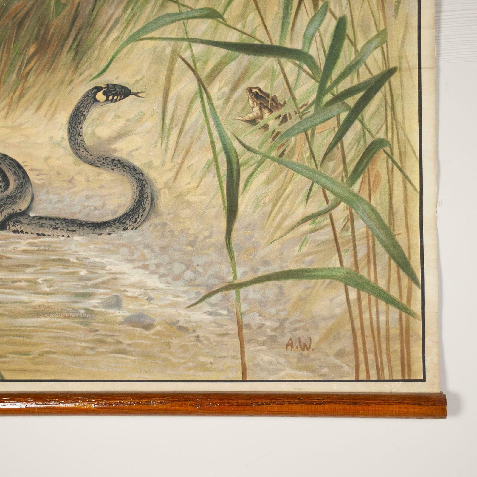 Antonio Vallardi Snake Linen Canvas Print photo Art