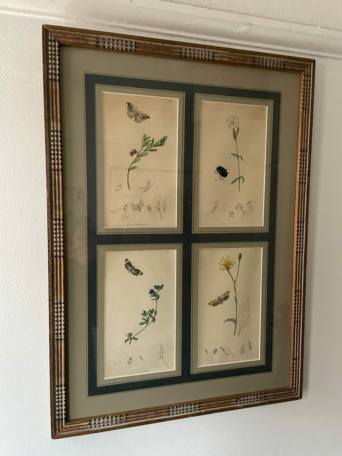 Botanicals Prints With Insects By John Curtis