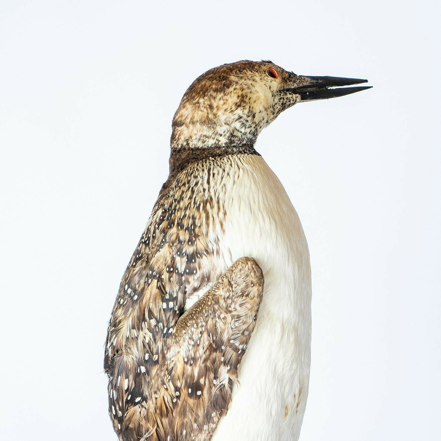 Antique Mounted Taxidermy Loon On Naturalistic Base, Early 20th Century Stuffed Aquatic Bird photo Home Decor