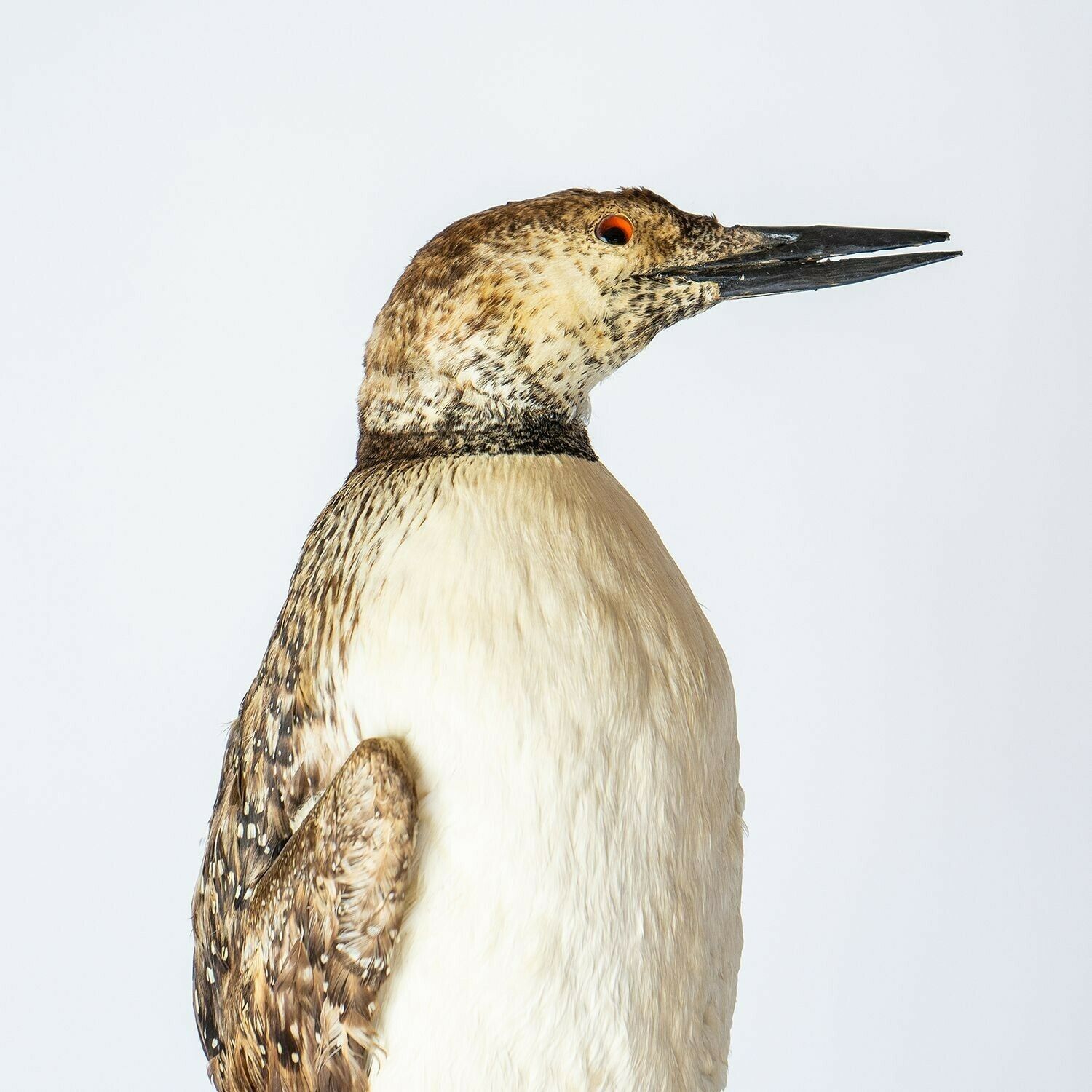 Antique Mounted Taxidermy Loon On Naturalistic Base, Early 20th Century Stuffed Aquatic Bird photo buy