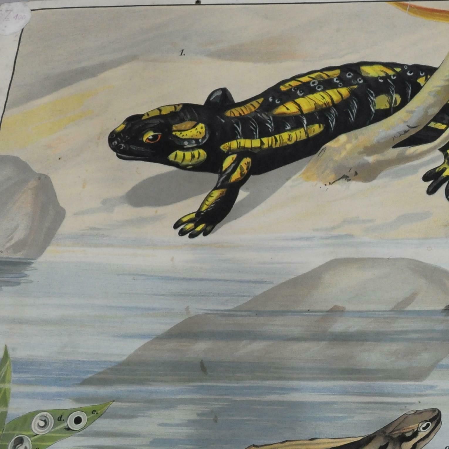 Vintage Wall Chart Print Salamander Newt Amphibians Tadpoles Underwater photo furniture