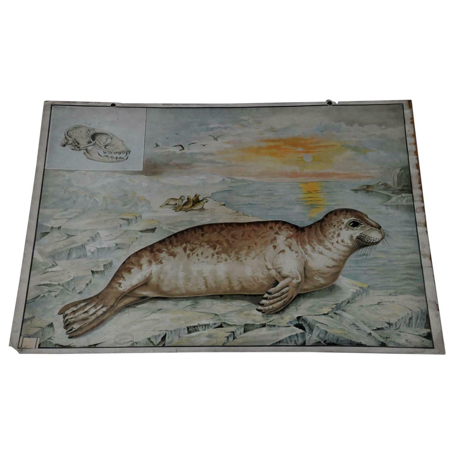 Cute Wall Chart Vintage Poster Seal Marine Wildlife photo furniture