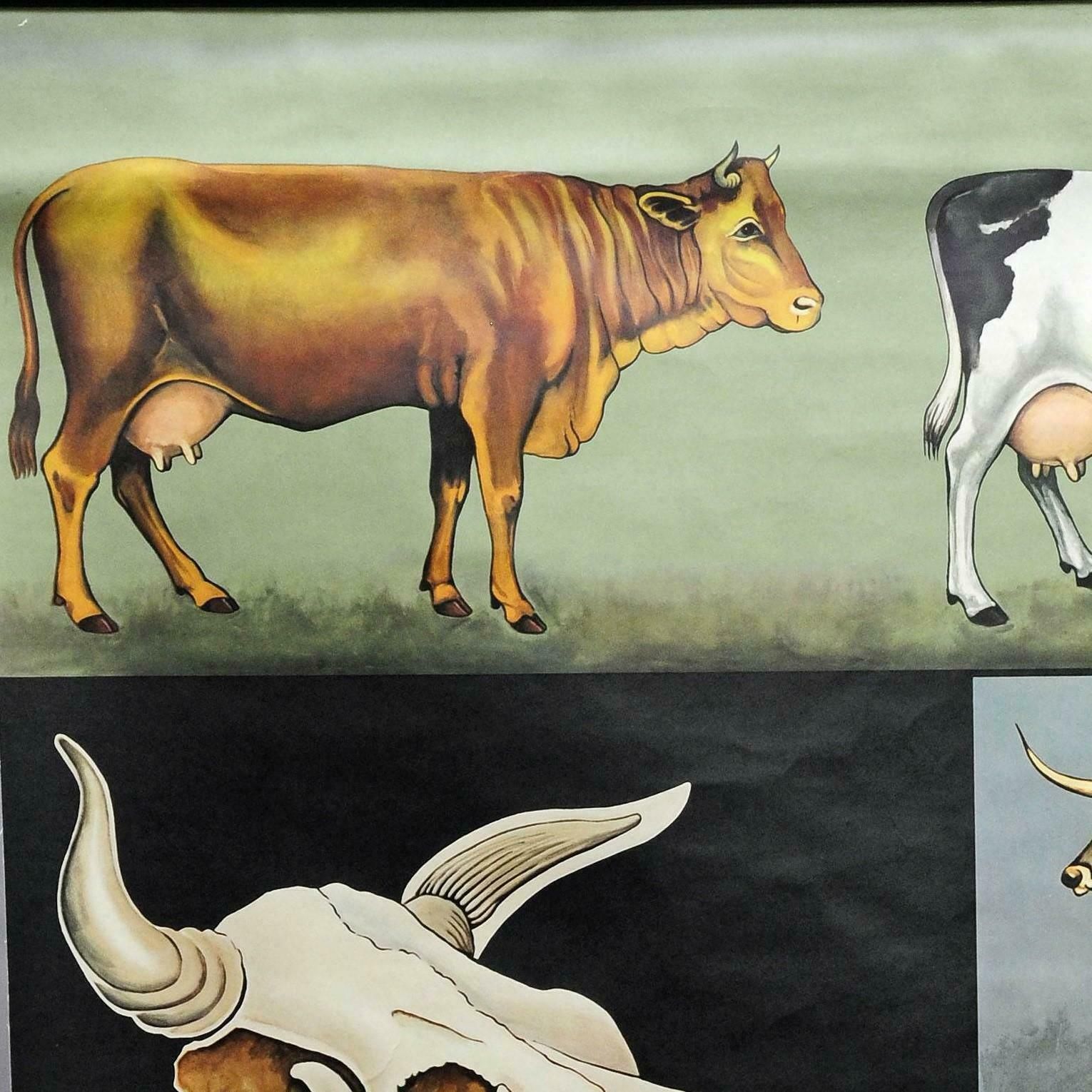 Cattle Cow Anatomy Jung Koch Quentell Art Print Vintage Deco Wall Chart Poster